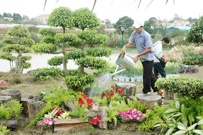 Dịch vụ chăm sóc cây xanh - Chi Nhánh Tây Ninh - Công Ty TNHH Ngoại Thất Xanh